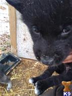 wolf dog puppy posted by My Wolfpack